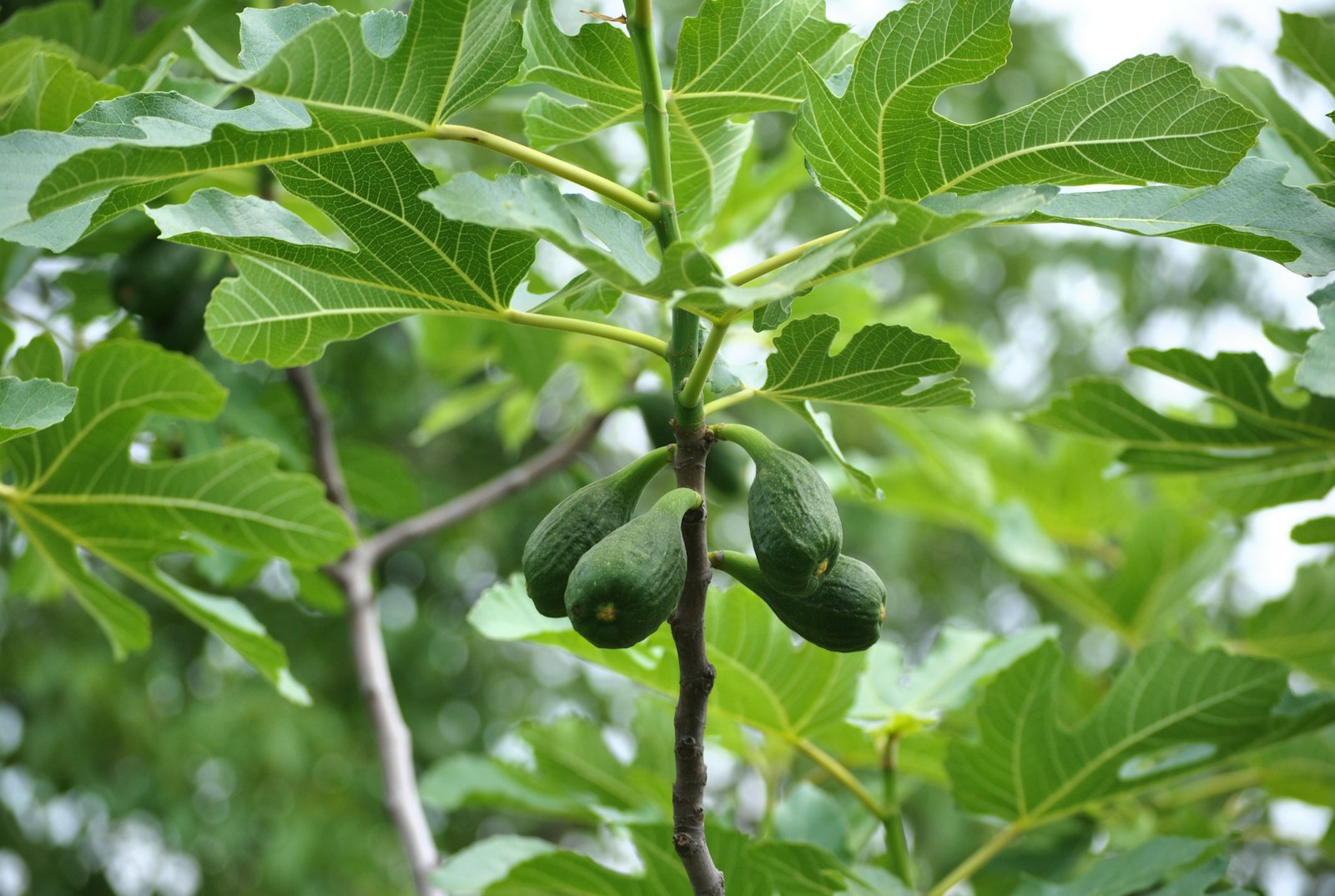 Comment faire pousser un avocatier ?