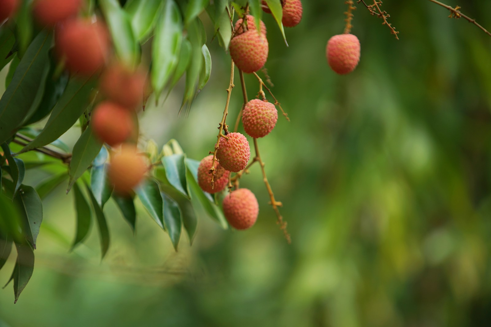 Comment faire pousser un litchi ?