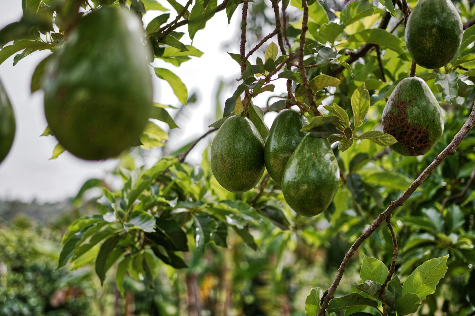 Faire pousser un avocatier nécessite de l'attention régulière mais non excessive.