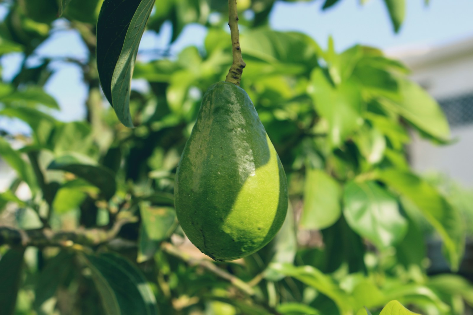 L'avocatier aime les climats doux et ne supporte pas les températures trop basses.