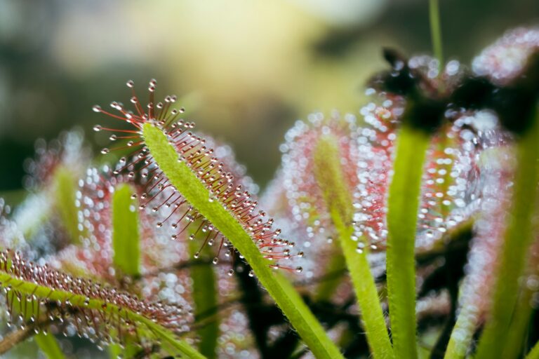 Article | Le droséra, maître des pièges parmi les plantes carnivores