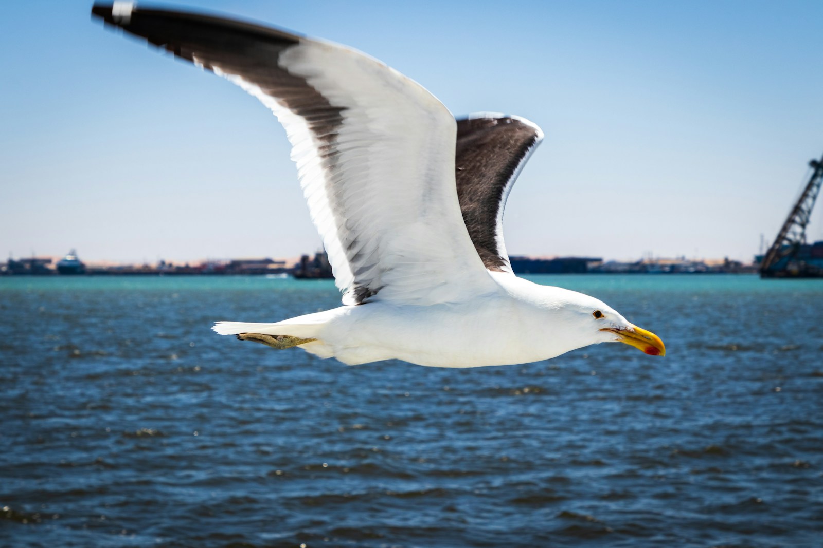 Le secret du vol de l’albatros réside dans une technique unique appelée vol dynamique. Ce procédé lui permet de profiter des différences de vitesse entre les couches d’air pour avancer sans effort.