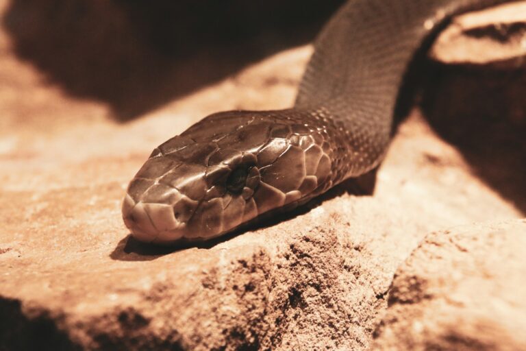 Article | Le venin d’un mamba noir est assez puissant pour faucher la vie de 40 personnes