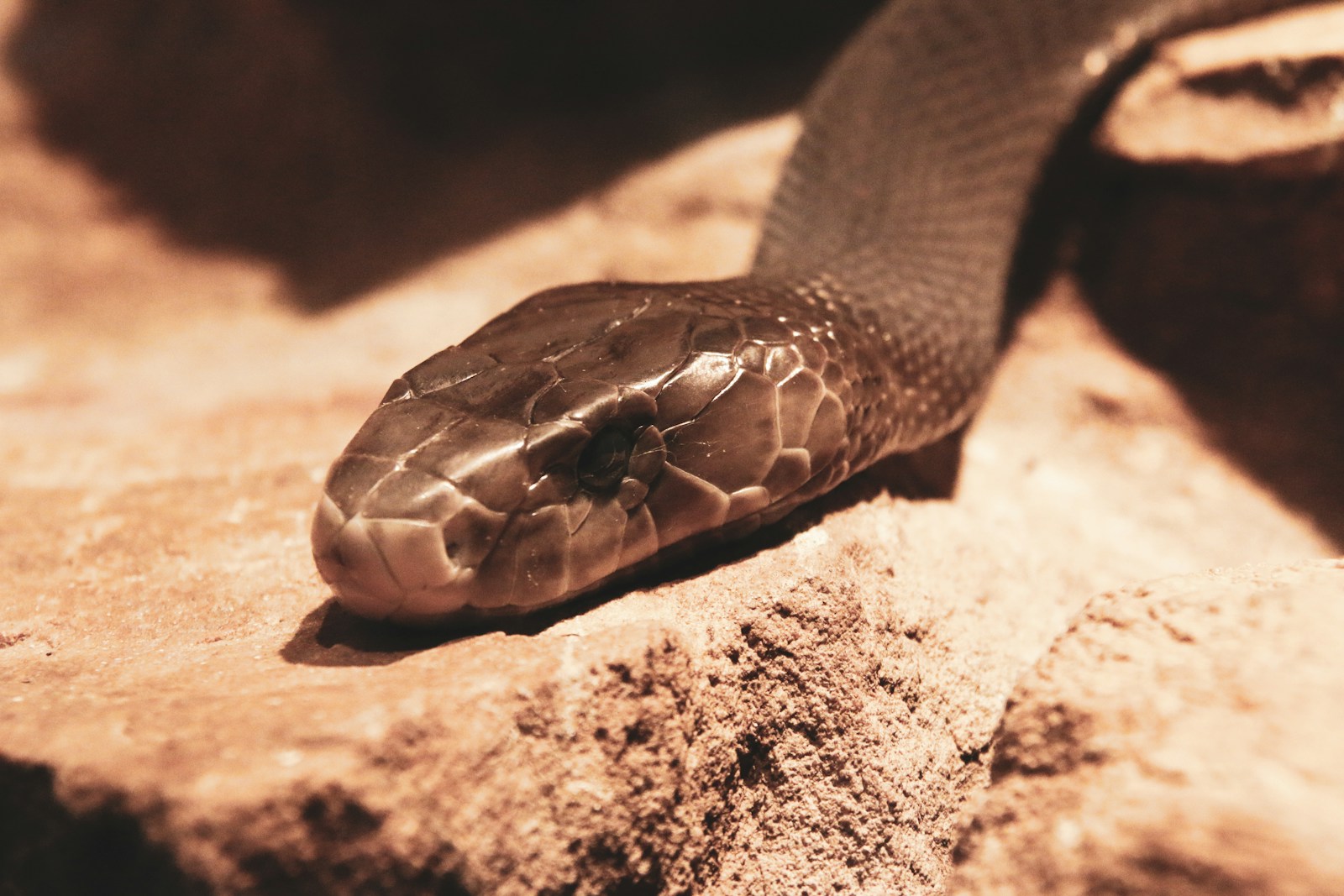 Le venin d'un mamba noir est assez puissant pour faucher la vie de 40 personnes