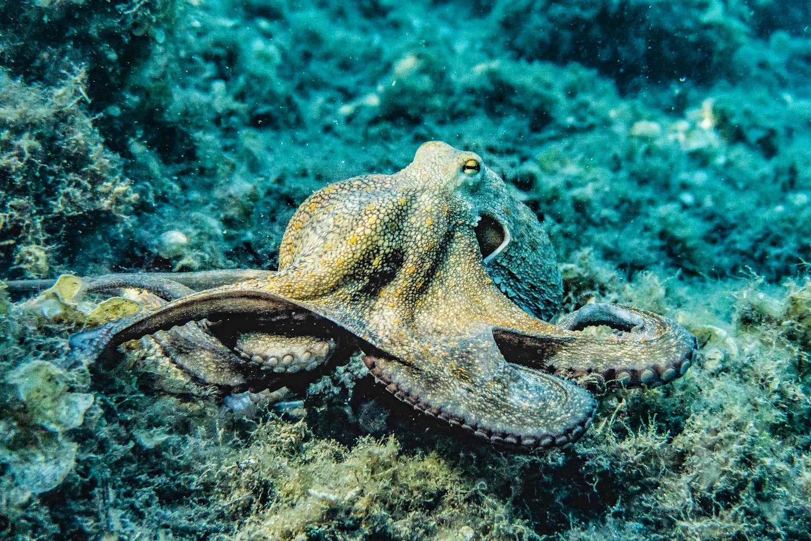 Les redoutables atouts cachés du poulpe