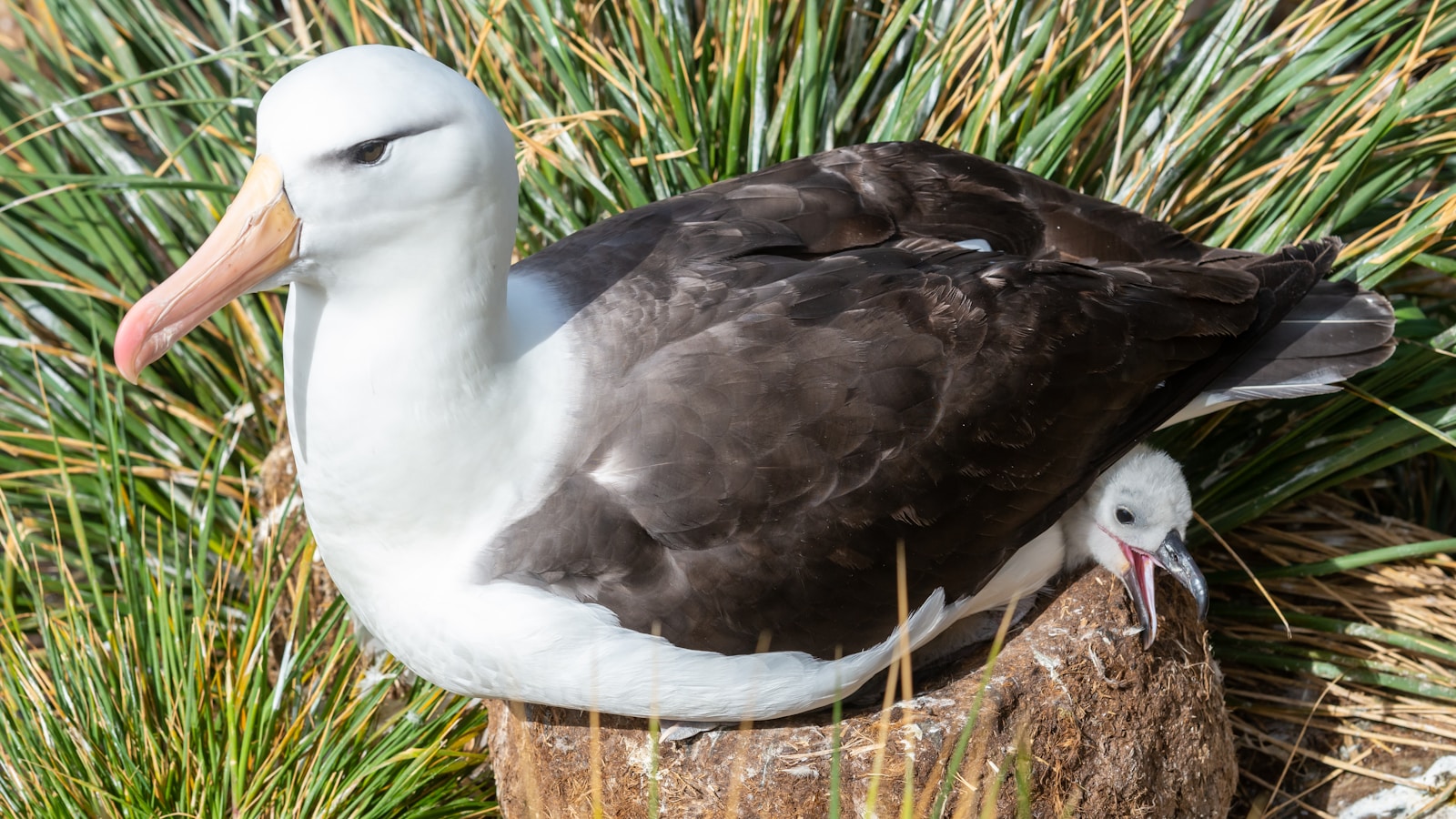 Malgré ses capacités impressionnantes, l’albatros est menacé par les activités humaines.