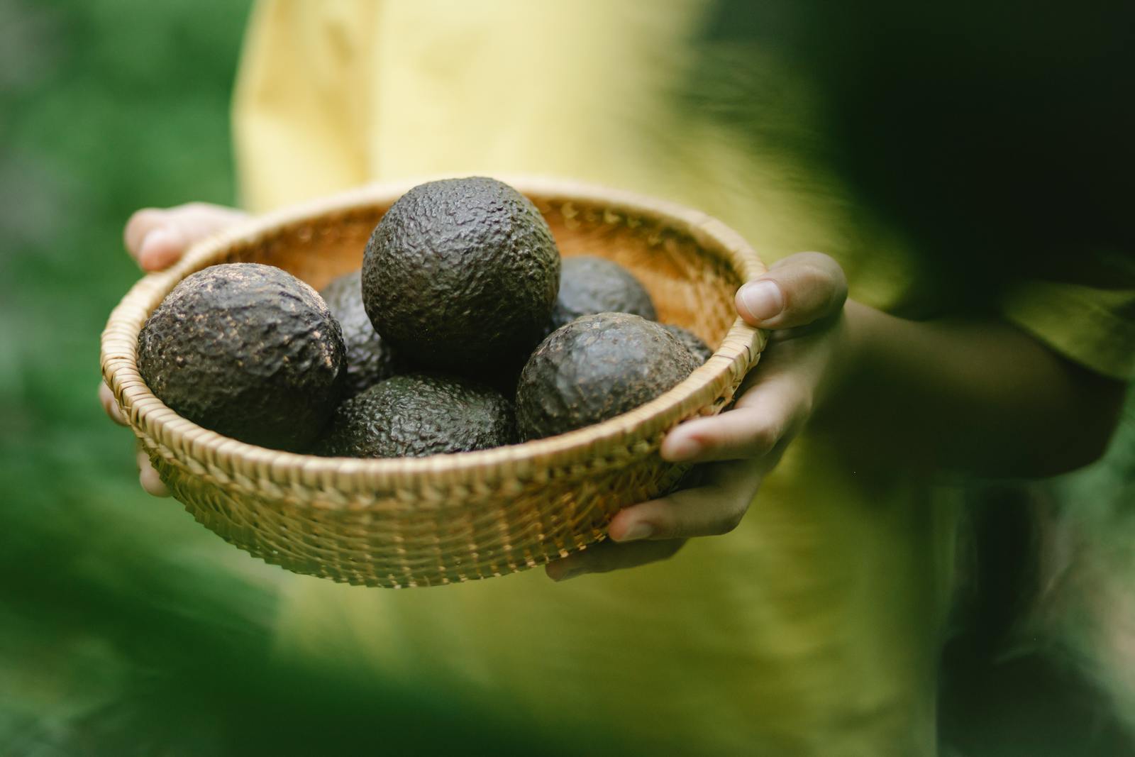 Même si cultiver un avocatier chez soi est accessible à tous, récolter des avocats comestibles est un défi plus complexe