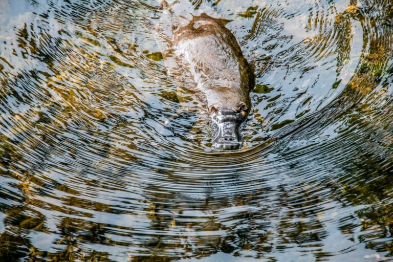 Article | Ornithorynque : caractéristiques de cet animal unique