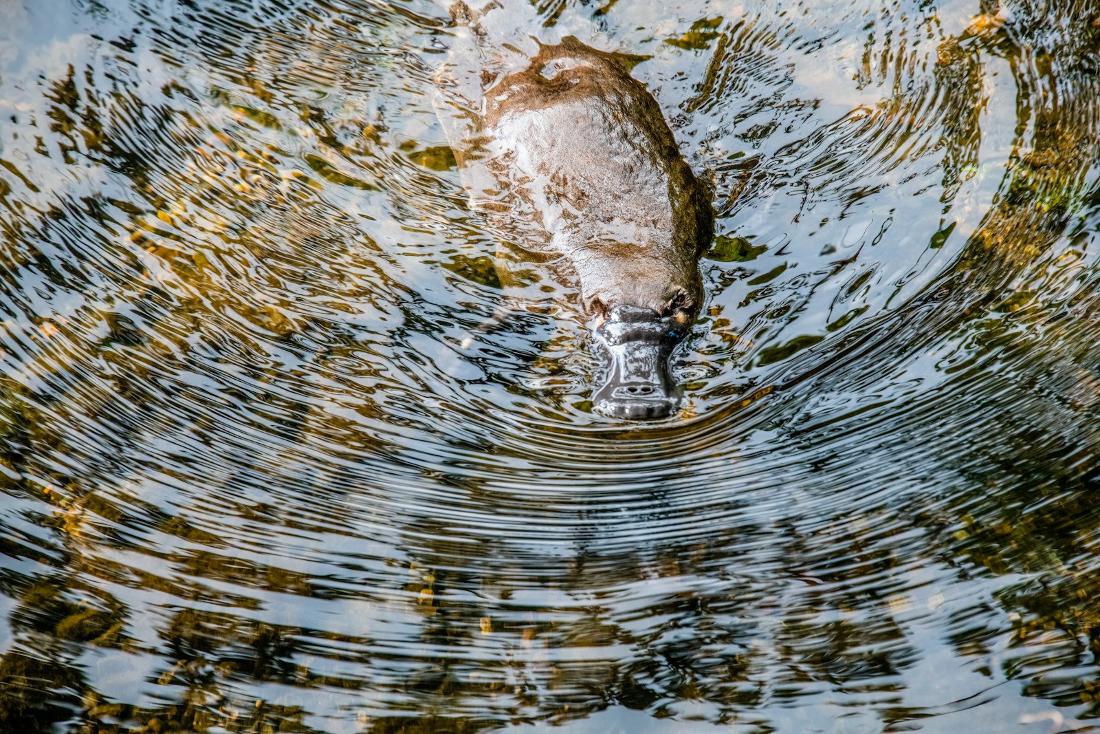 Ornithorynque : caractéristiques de cet animal unique