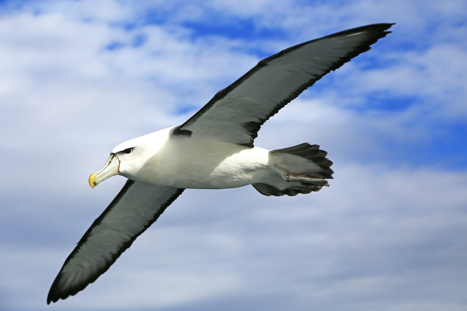 Parcourir des milliers de kilomètres au-dessus des océans nécessite un système de navigation avancé. L’albatros possède des capacités d’orientation qui défient l’entendement.