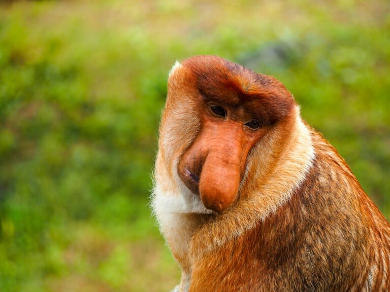 Article | Qu’est-ce qui explique la longueur du nez du singe nasique ?