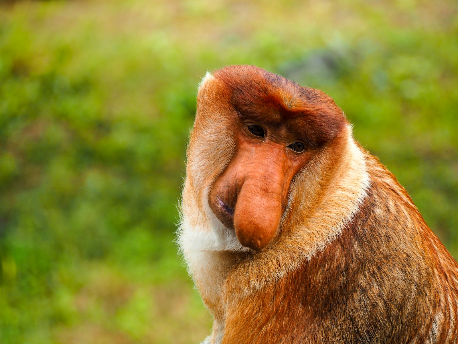 Qu'est-ce qui explique la longueur du nez du singe nasique ?