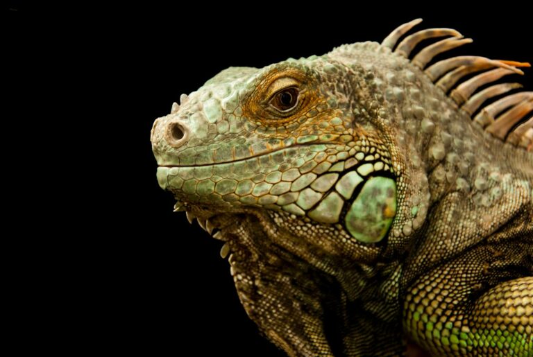 Article | Varan : de fascinants reptiles